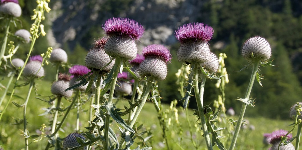 Alpendistel