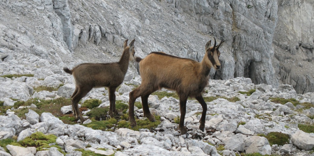 Gämsen im Toten Gebirge