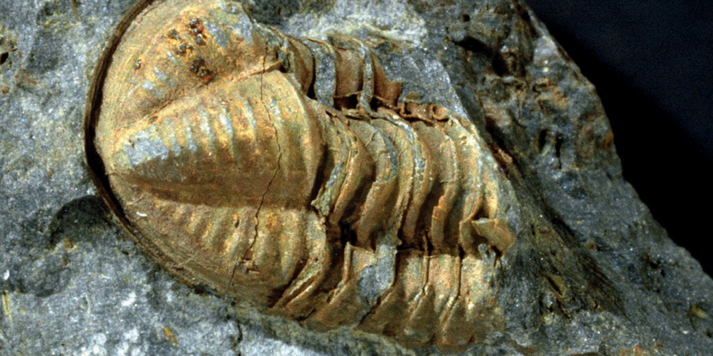 Geopark Fossilien: Trilobit