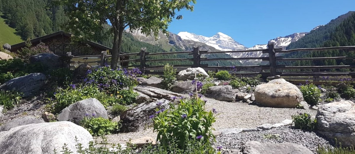 Alpenblumen- und -kräutergarten beim Gasthof Olpererblick in Schmirn