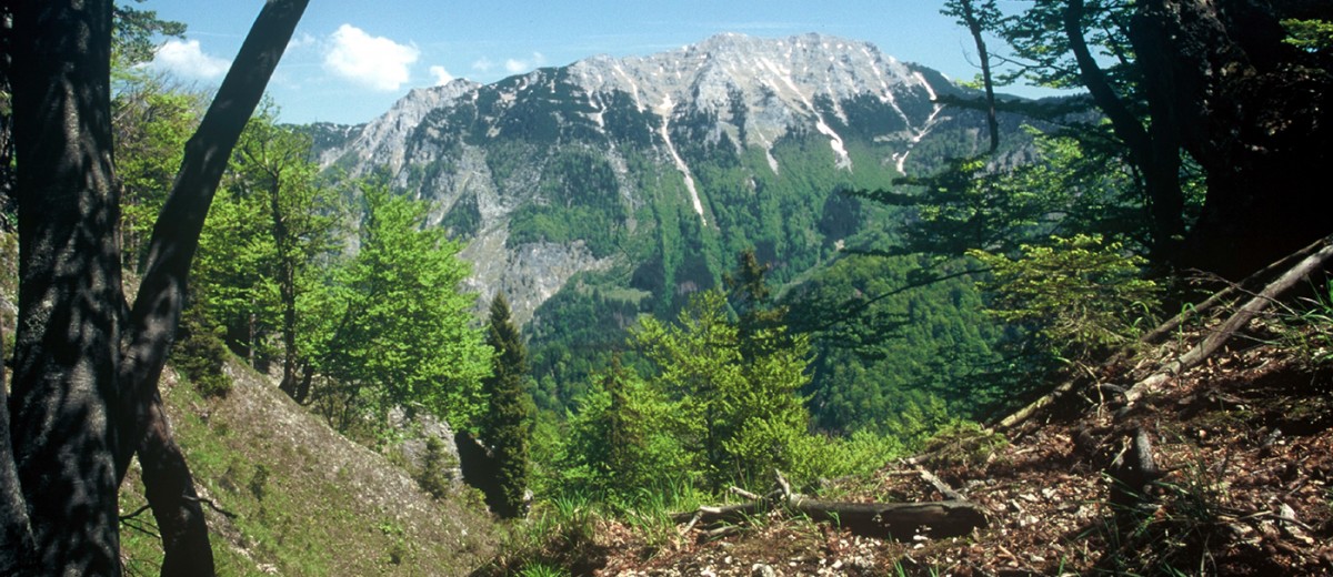 Blick zum Dürrenstein (1.878 m)