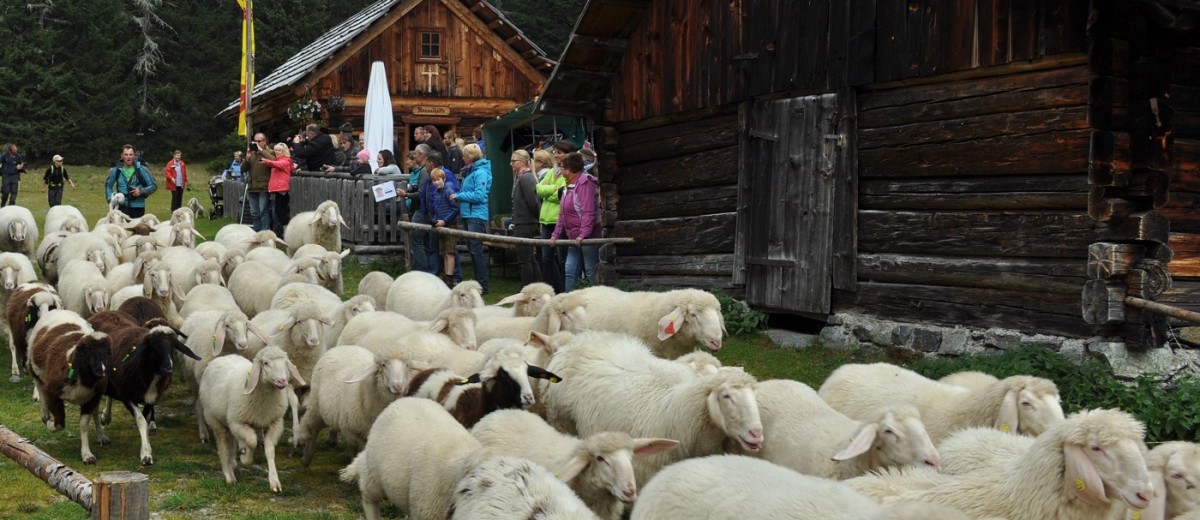 Almabtrieb der Schafe im Göriacher Hüttendorf