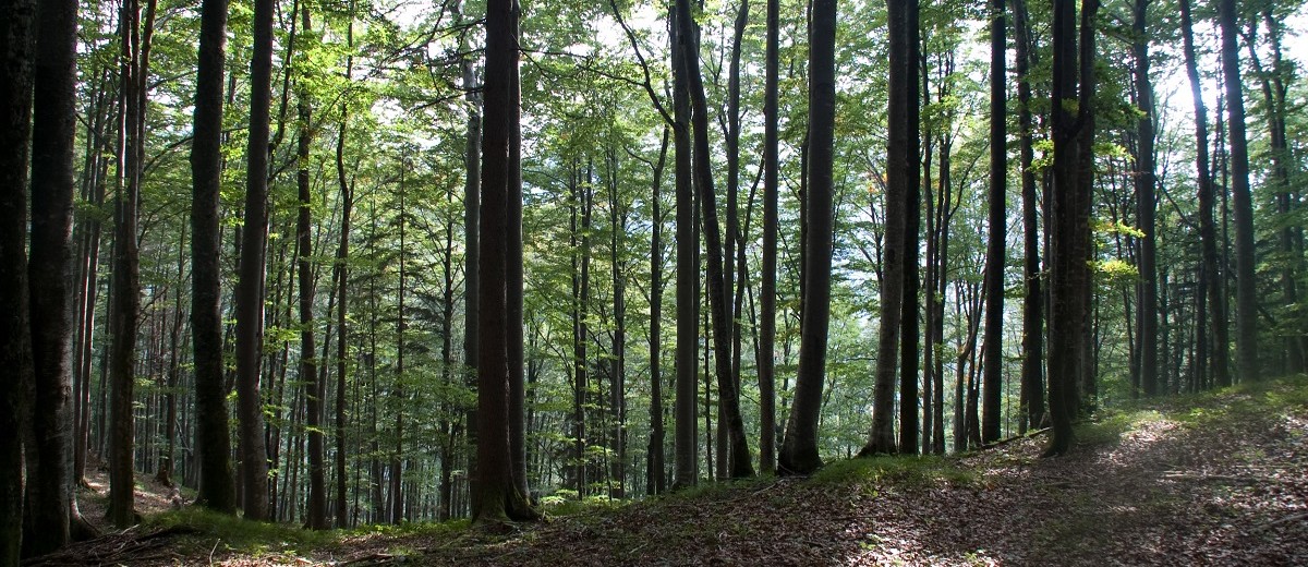 Der Wald hat einen hohen Anteil am Bergsteigerdorf Grünau im Almtal