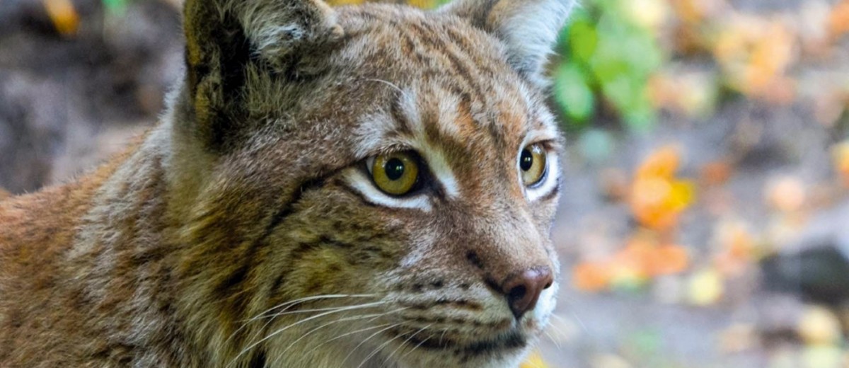 Luchs im Nationalpark Berchtesgaden