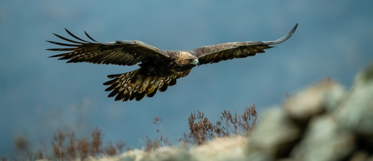 Steinadler im Flug