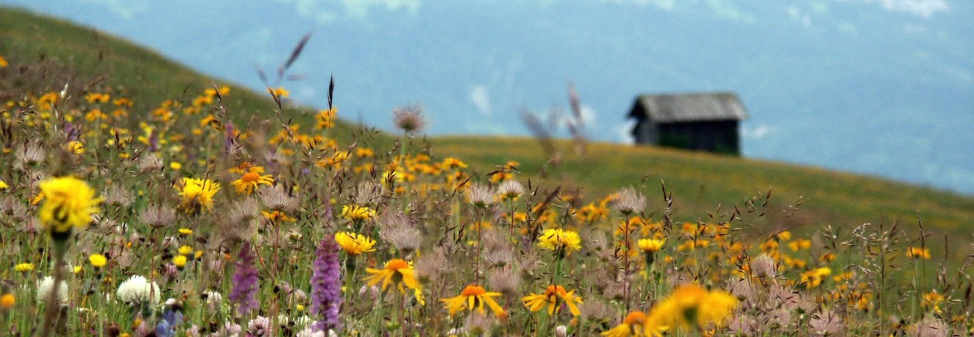 Artenvielfalt erleben auf den Bergwiesen von Lungiarü