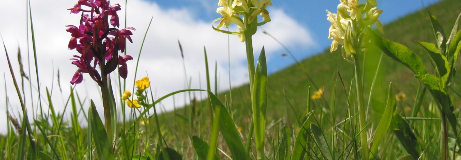Blumenpracht auf der Mussen