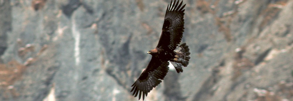 Steinadler im Flug