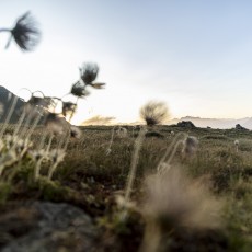 Blumen bei einer Wanderungen im Unterengadin