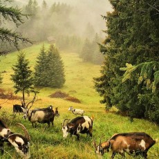 Weidende Ziegen auf Helgas Alm