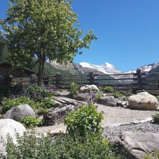 Alpenblumengarten Schmirn