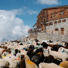 Im Herbst geht es für tausende Schafe wieder über den Gletscher zurück nach Südtirol