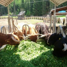 Schottische Rinder haben ihre Heimat am Feurhof