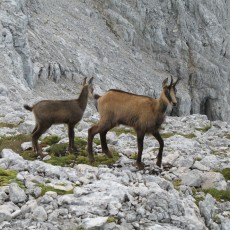 Gämsen im Toten Gebirge