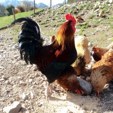 Unser Hahn mit seinen Hennen