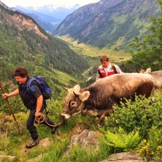 Almauftrieb im Valsertal