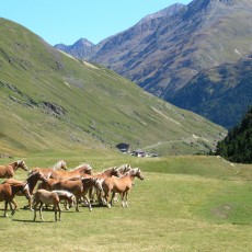 Haflinger im Rofental 