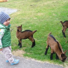 Die kleinen Zieglein sind eine Freude für Kinder