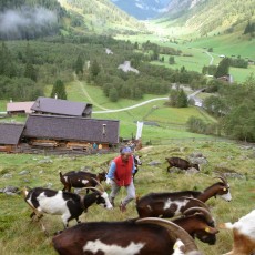 Helga mit ihren Ziegen, der seltenen Rasse Tauernschnecke
