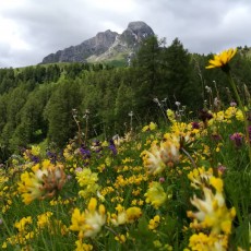 Pütia / Peitlerkofel mit Blütenpracht