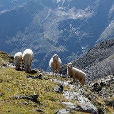 Tierische Wanderer am Panoramaweg