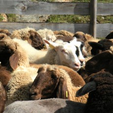 Schafe sind die Grundlage für die Produkte von Villgrater Natur