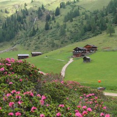 Blick auf die Volkzeiner Hütte im Winkeltal zur Almrosenblüte