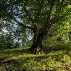 Im Wildnisgebiet Dürrenstein finden sich monumentale, jahrhundertealte Bäume