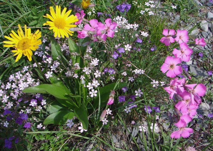 viele verschiedene Alpenblumen wachsen dicht nebeneinander