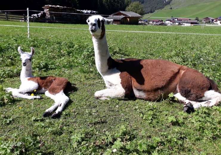 Alpakas am Thumeserhof