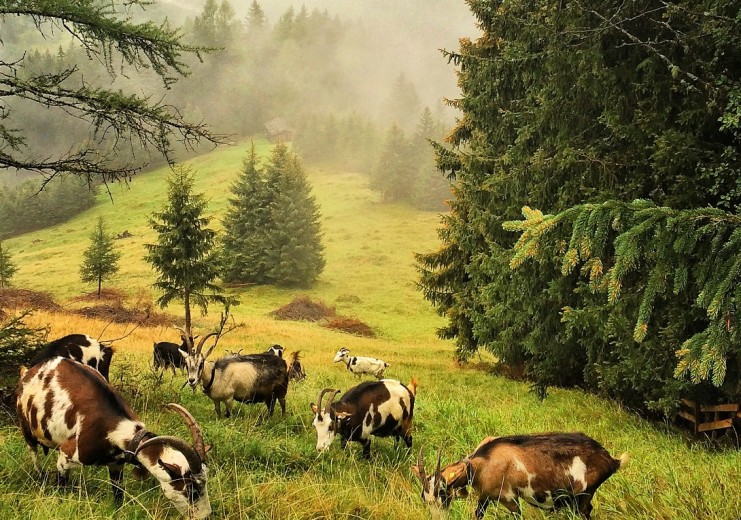 Ziegenherde auf Helgas Alm