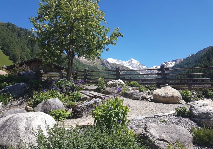Alpenblumengarten Schmirn