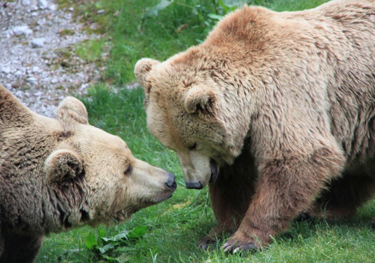 Bären im Cumberland Wildpark