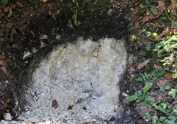 Felshumusboden (Boden des Jahres 2018)