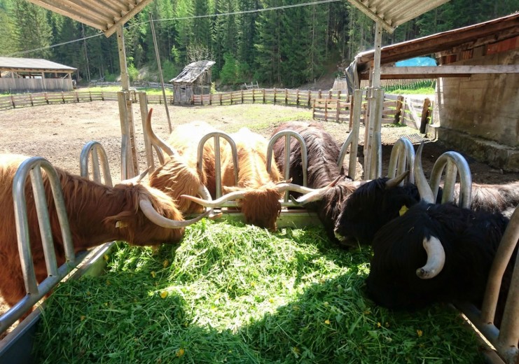 Schottische Rinder haben ihre Heimat am Feurhof