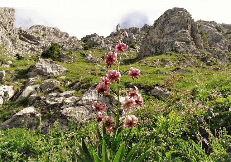 Die Berge um Paularo weisen eine hohe Artenvielfalt auf | Türkenbundlilie