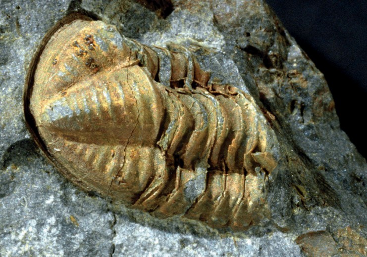 Geopark Fossilien: Trilobit