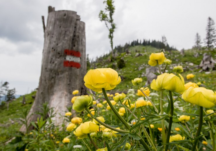 geschützte Trollblume (Umgebung der Ybbstaler Hütte)
