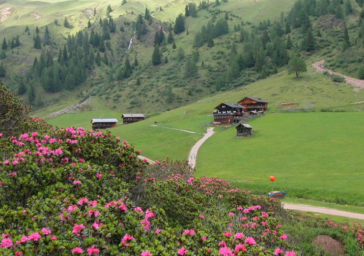 Blick auf die Volkzeiner Hütte im Winkeltal zur Almrosenblüte