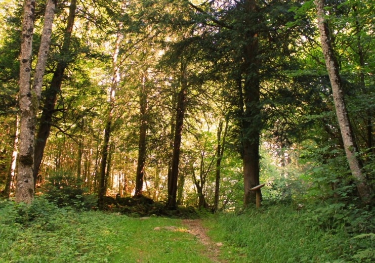 Märchenhafter Eibenwald