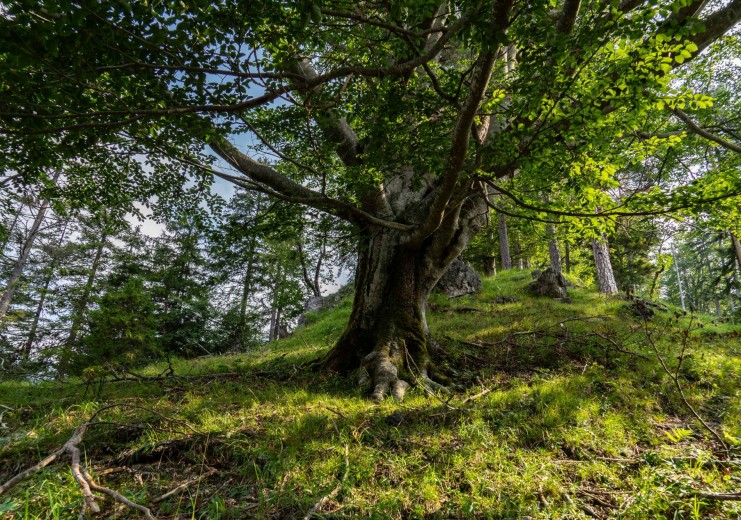 Im Wildnisgebiet Dürrenstein finden sich monumentale, jahrhundertealte Bäume